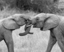 elephants interlocking trunks
