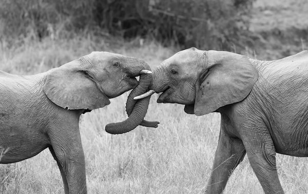 elephants interlocking trunks